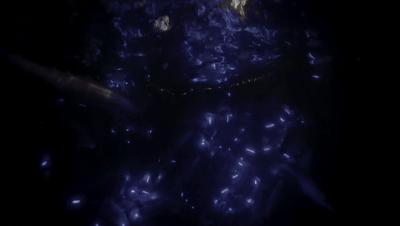 夜半*拍偷**下,成就今年第一部神级纪录片:黑暗下的生命,超乎想象