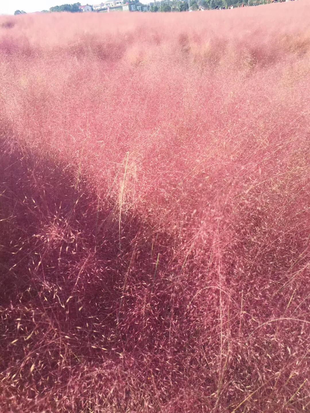 洋沙湖二日游必去景点,洋沙湖旅游在哪里