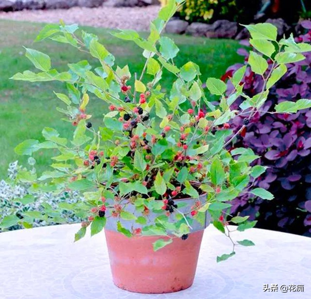 家里种盆栽桑树好吗,桑树盆景几年结果