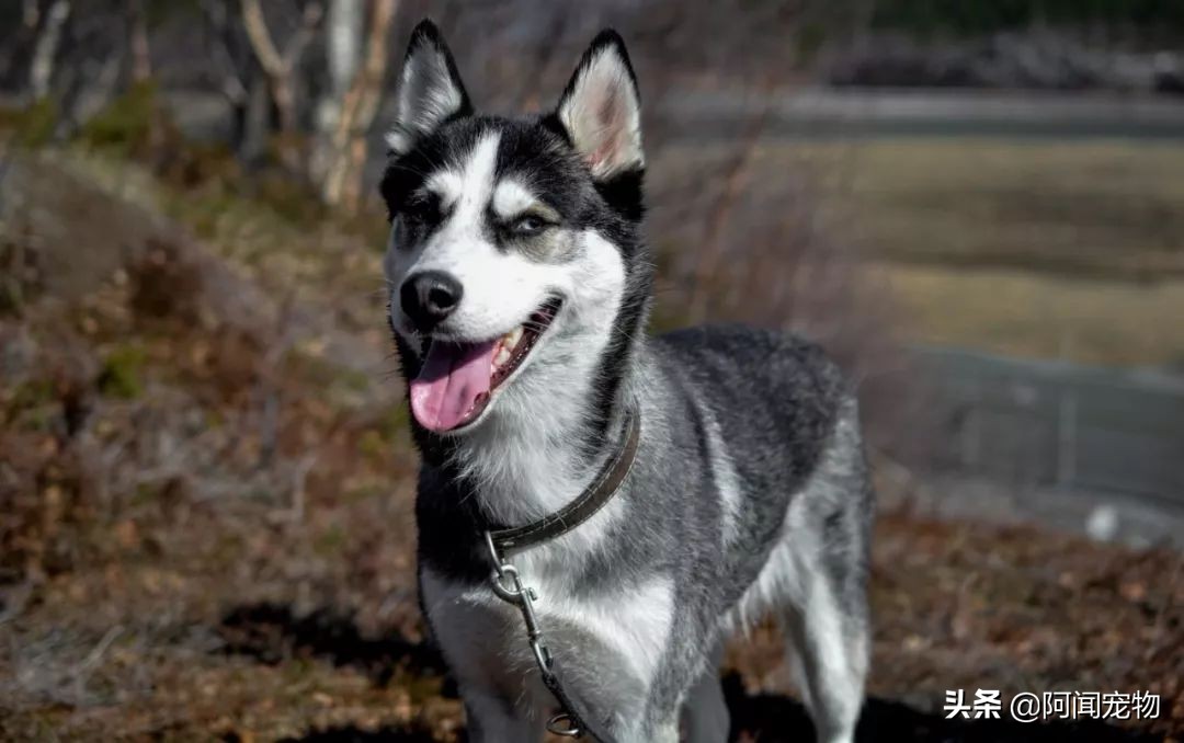 狗狗喘气为什么那么臭,狗狗一直喘气呼吸急促怎么回事啊