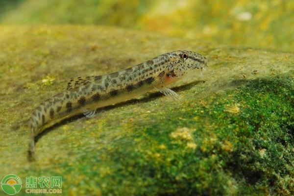 中华花鳅喜欢什么样的水,怎么养中华花鳅最好养活