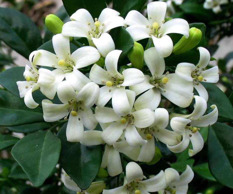 十种最旺家庭的小盆景,各种小盆景大全图片