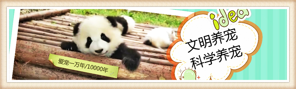 养得最多的宠物猫排行,养得最多的宠物猫排行榜