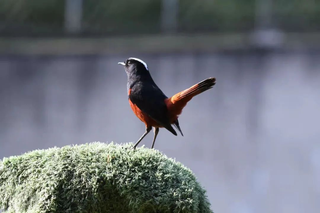 珍稀鸟类现身成都,在双流春游看花