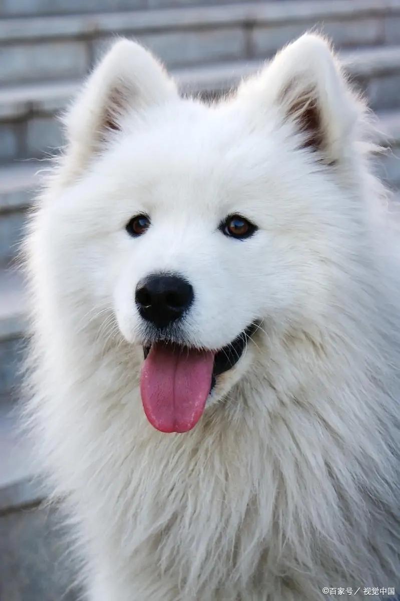 关于萨摩耶你不知道的冷知识