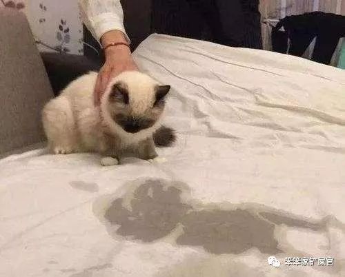 猫咪乱拉乱尿的解决方法,猫咪乱拉屎打了也不改怎么办
