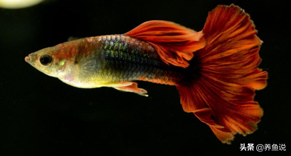 鱼缸油膜用什么植物去除,鱼缸油膜处理有用吗