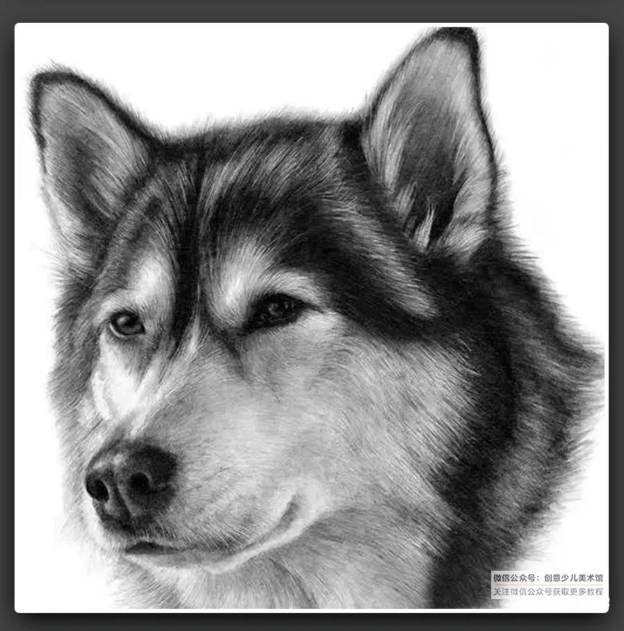 动物素描毛发细节教程,6-12岁儿童素描课程画动物