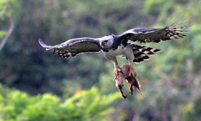 世界上最凶猛的鸟角雕,金雕最怕的天敌鹰隼捕杀金雕