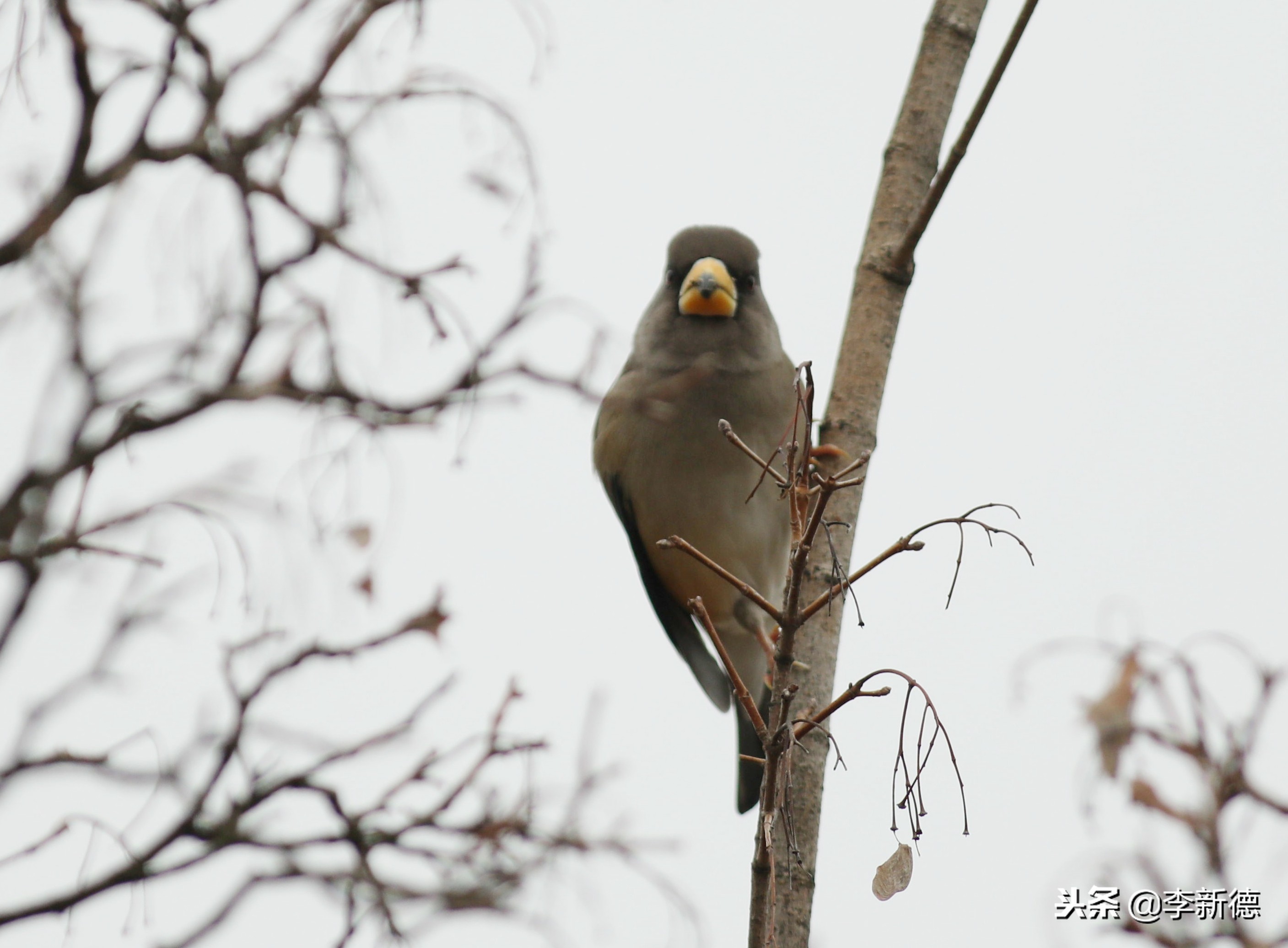 安徽铜嘴鸟,合肥拍鸟视频大全