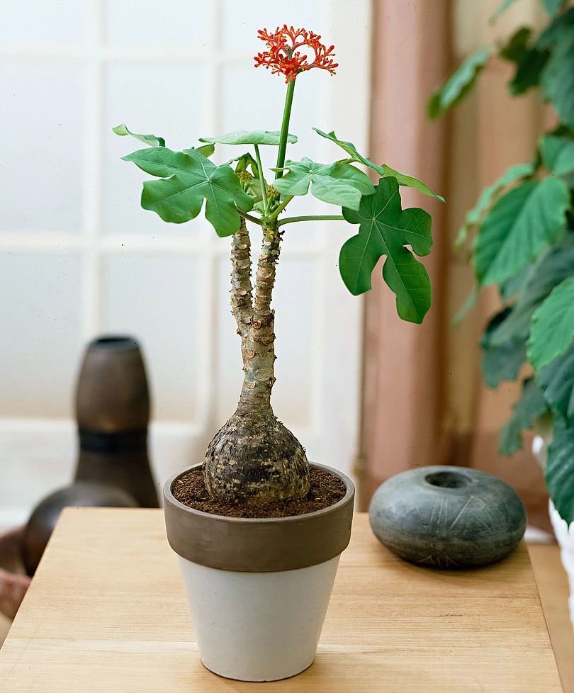 家里种什么植物好打理,看一下家里的植物怎么养