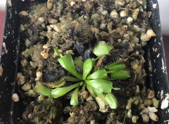 毒蚂蚁隐翅虫,被有翅膀的蚂蚁蛰了有毒吗