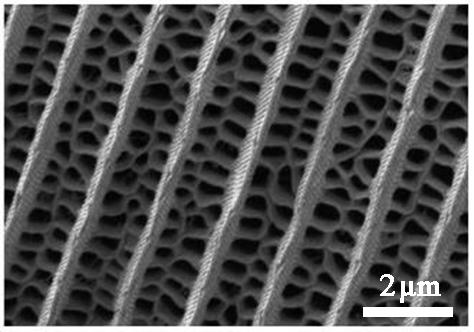 荷叶为什么出淤泥而不染读后感,荷叶出淤泥而不染濯清涟而不妖