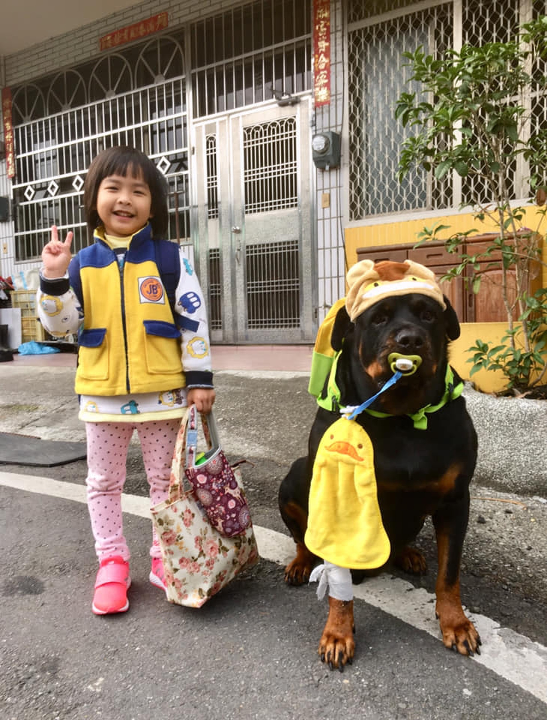 罗威纳成为奶奶的拐杖,120斤罗威纳犬视频