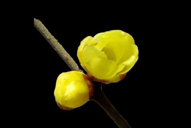 傲雪凌霜的腊梅正在绽放,傲立寒冬的腊梅