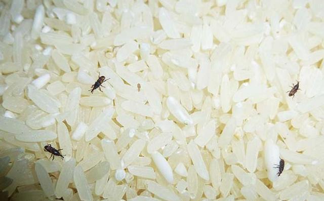 大米袋子如何密封不生虫,大米生虫后可以直接密封保存吗