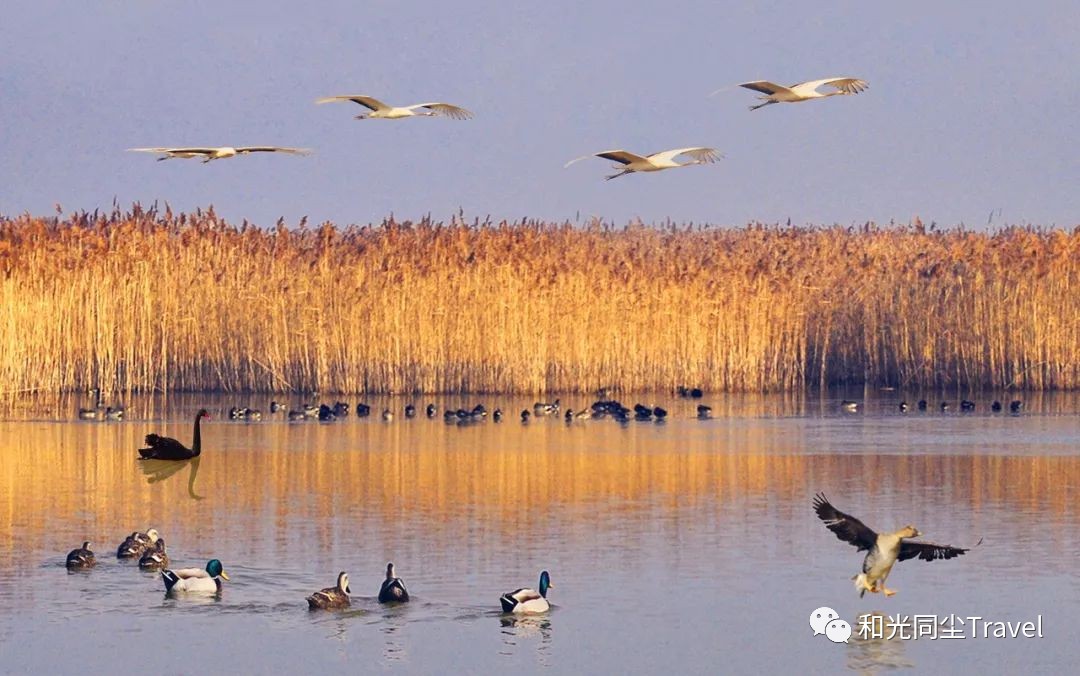 盐城世界第一大湿地,盐城黄海湿地世界遗产