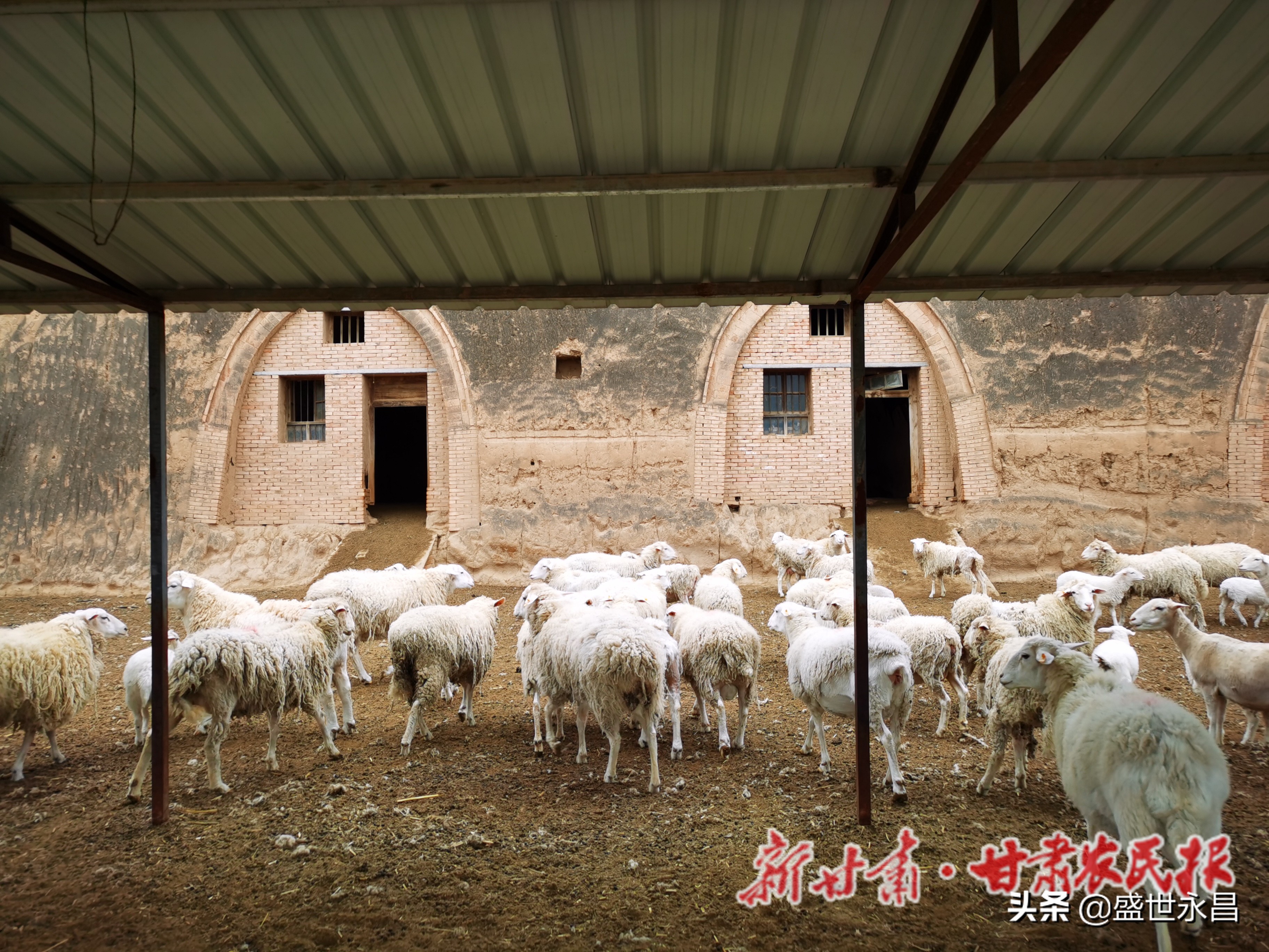 窑洞养羊如何设置羊槽,窑洞养羊技术视频教程