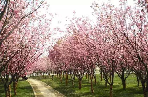 前所未有开新篇成都建设大美公园城市