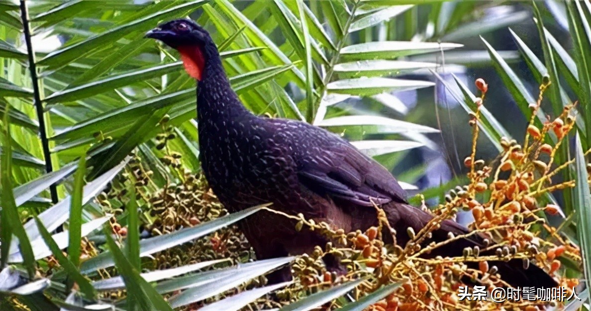 是时候盘一波咖啡“粪”豆史，看着就很有味儿