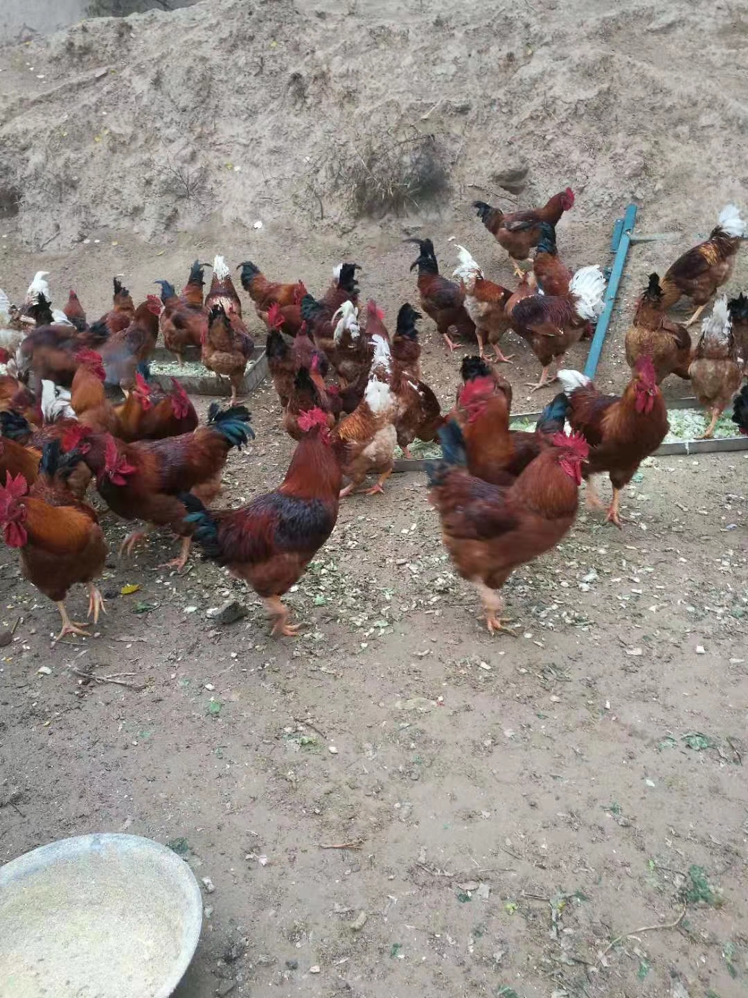 分享一下养鸡中温度的问题,养鸡的温度对照表