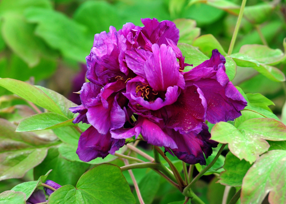 青龙卧墨池牡丹花,青龙卧墨玉牡丹