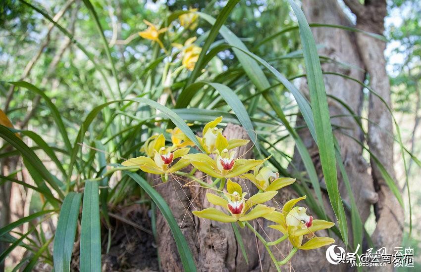 我国十大名花中花中之王是兰花,云南八大名花之兰花