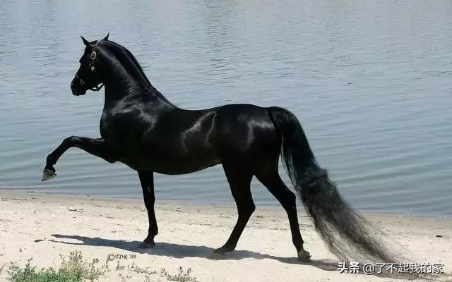 贵！贵！贵！贵！就算你一辈子不吃不喝也买不起！