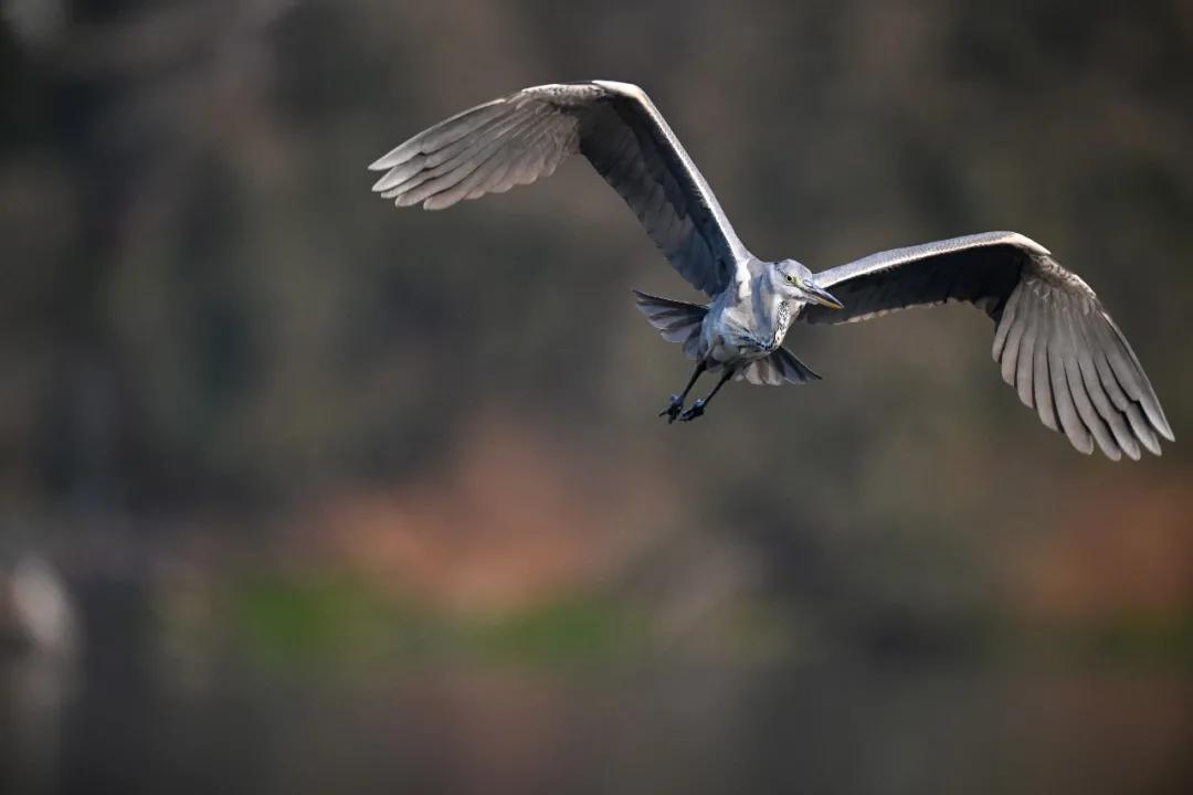 无机械快门的相机,尼康z卡口全画幅相机镜头推荐