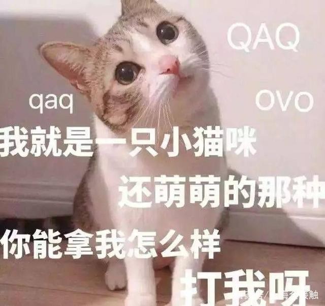 我在大理寺当宠物电影一口气看完,我在大理寺当宠物一口气看完