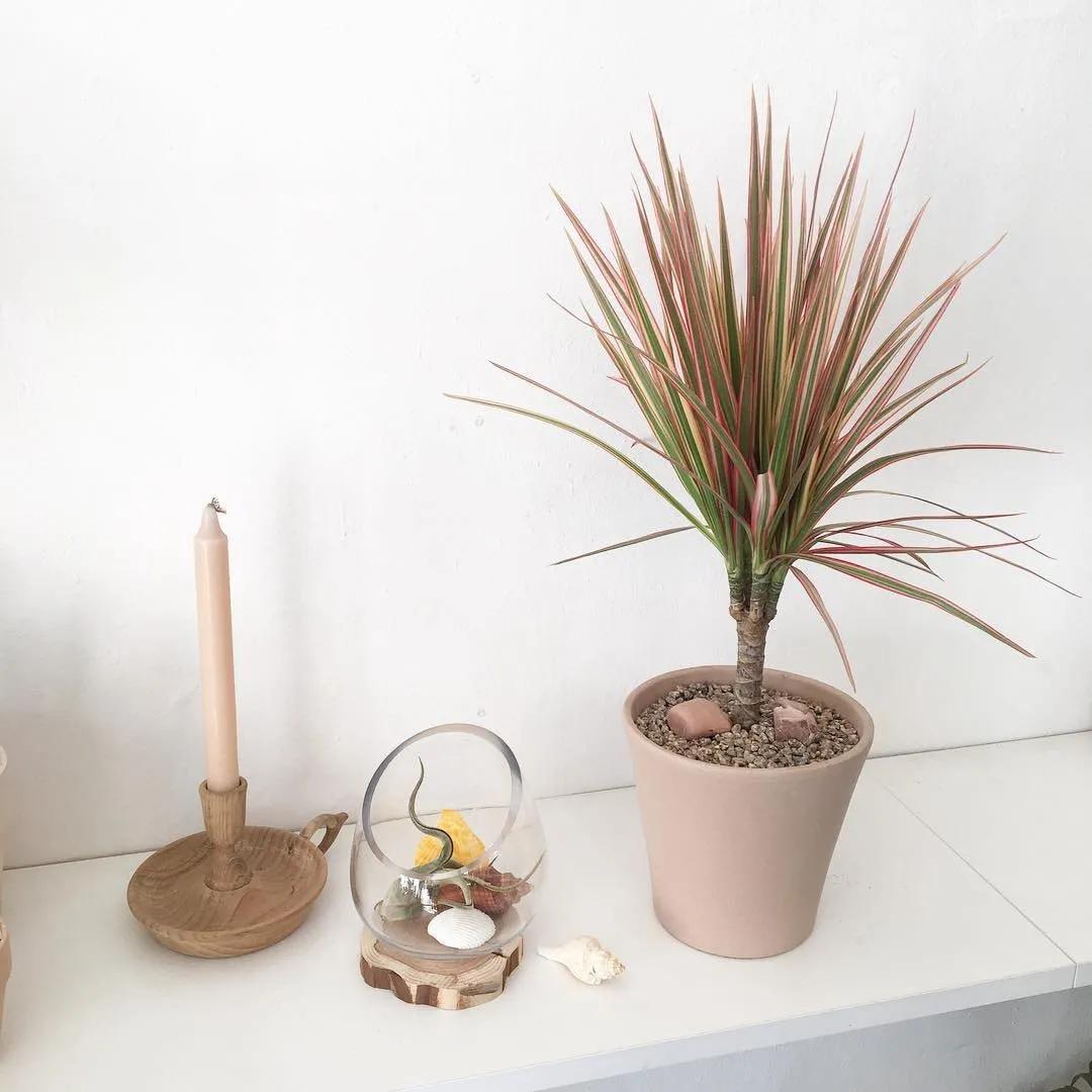 ins十大网红绿植,ins网红绿植大全