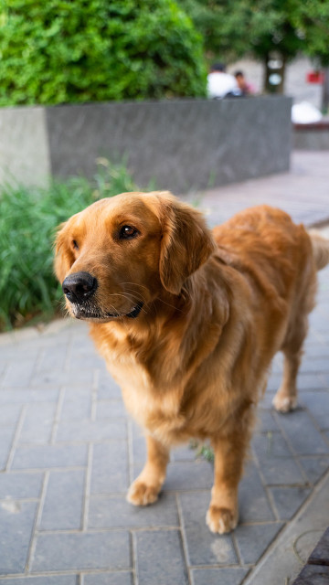 我家的金毛为啥毛短呢,我家的金毛狗作文
