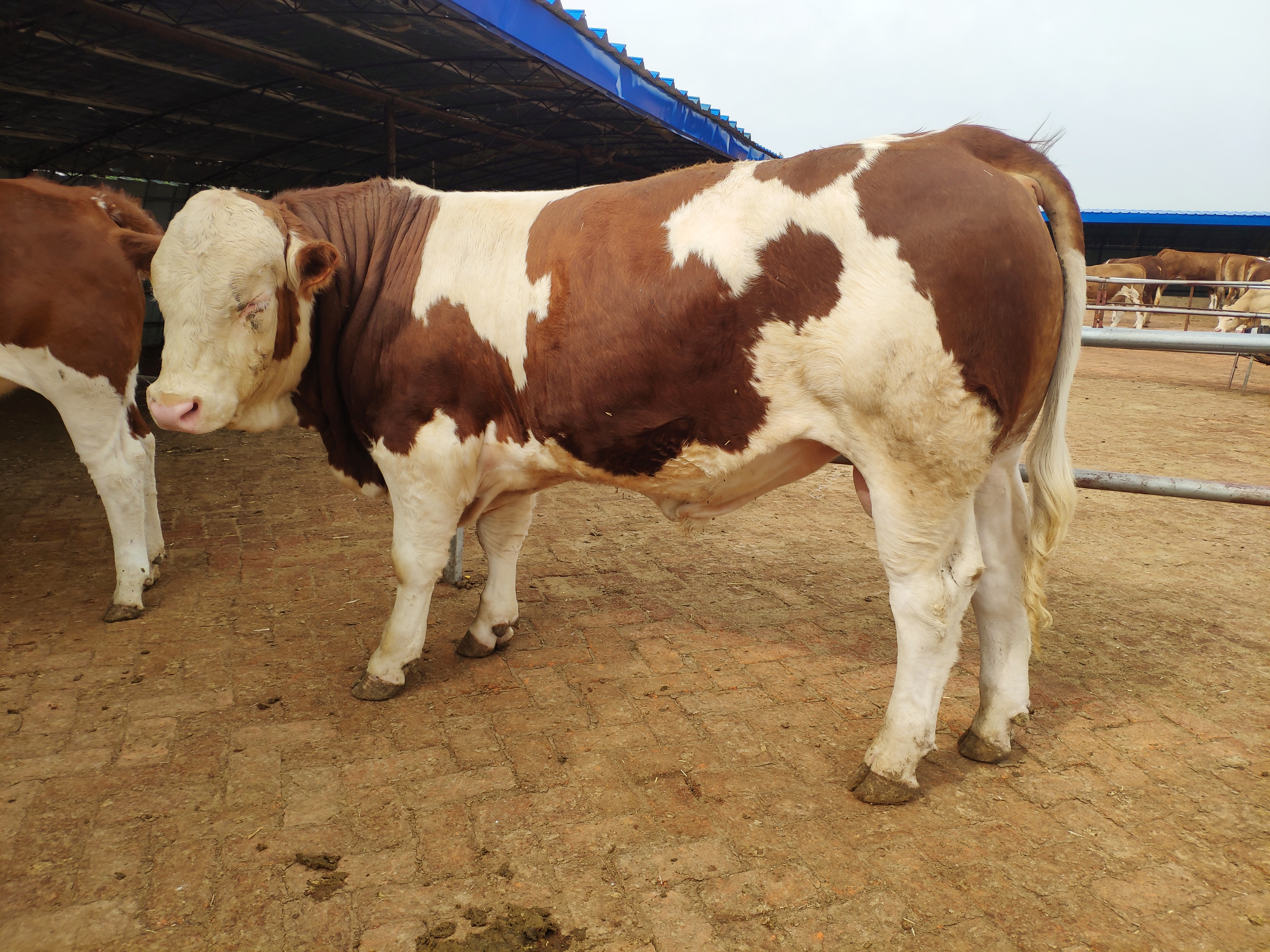 长途运输应激,运输抗应激有什么用