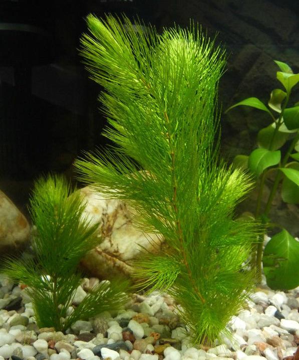 金鱼缸适合养什么水草图片,金鱼缸里养什么样的水草好