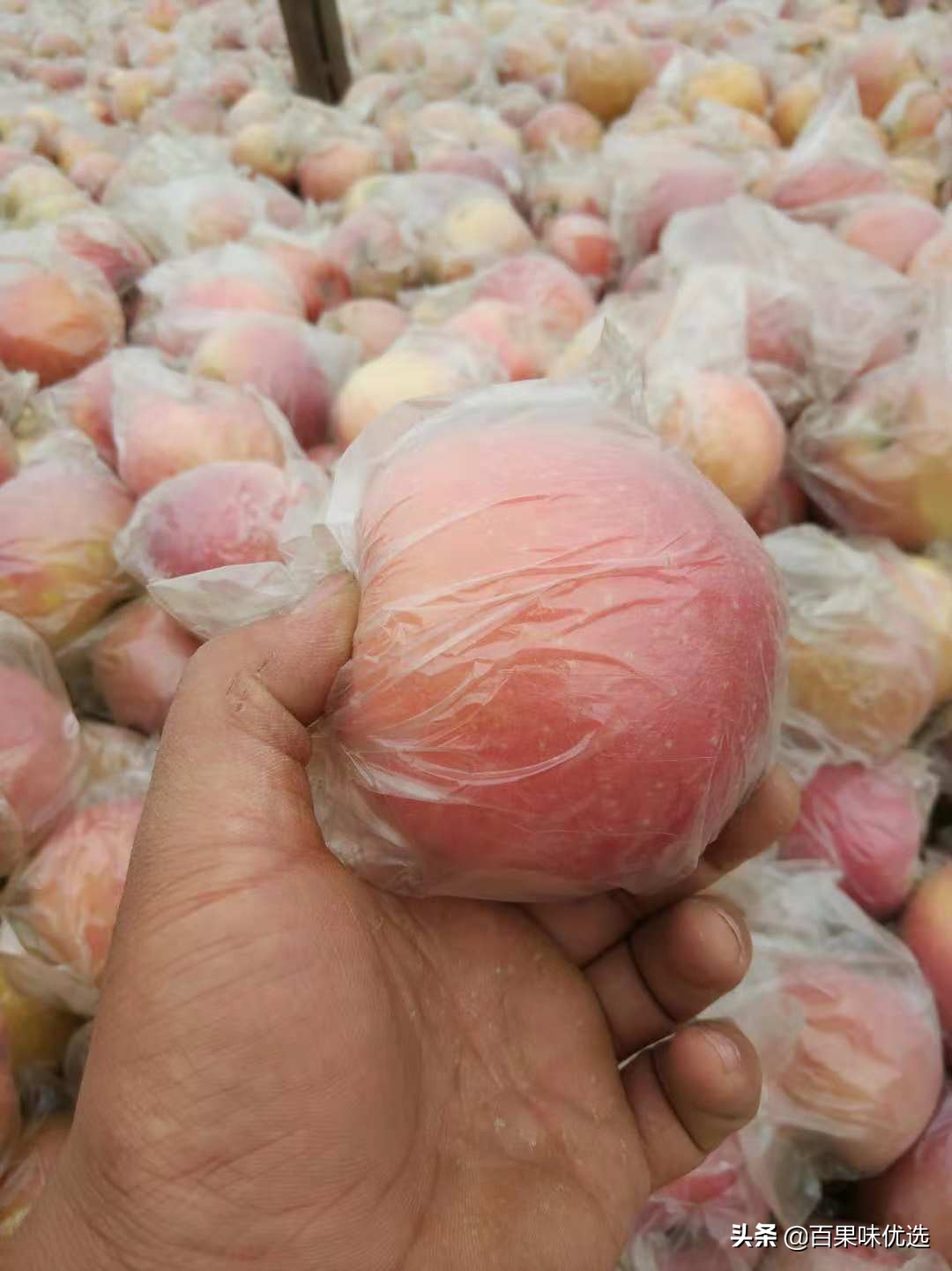 关于苹果的一些资料,关于苹果的问题