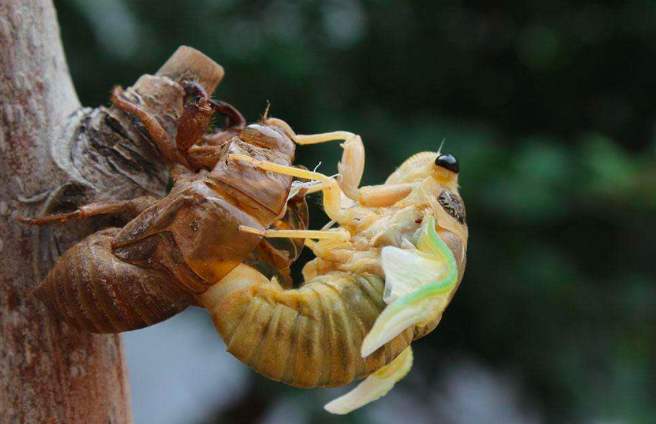 抖音助农人工养殖金蝉,人工养殖金蝉属于禁食吗