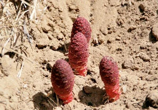 阿尔金山拉矿人,阿尔金山和田玉戈壁料