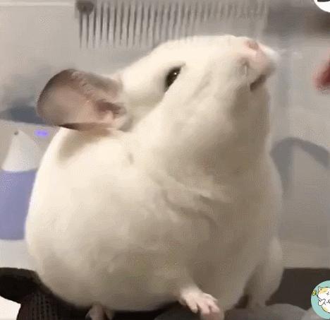 龙猫饲养视频,龙猫饲养全科普