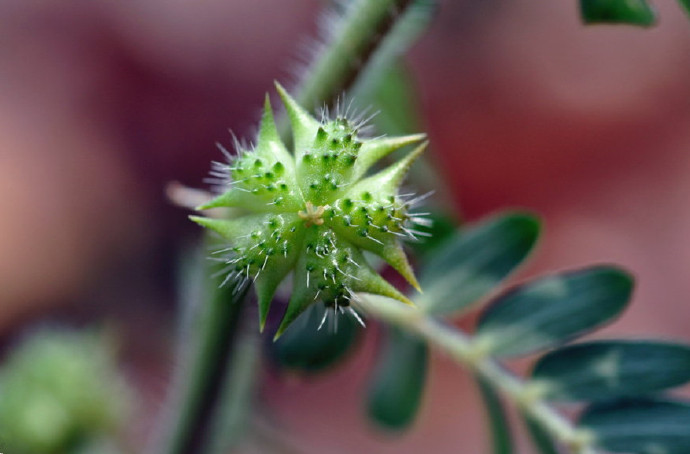 中药药性详细讲解视频,中药药性总论