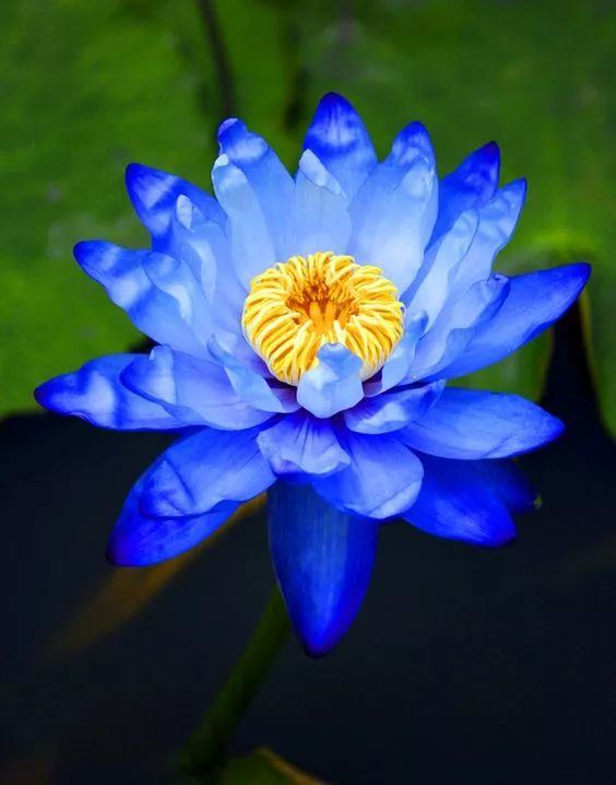 出淤泥而不染荷花之美,如果你是一朵出淤泥而不染的荷花