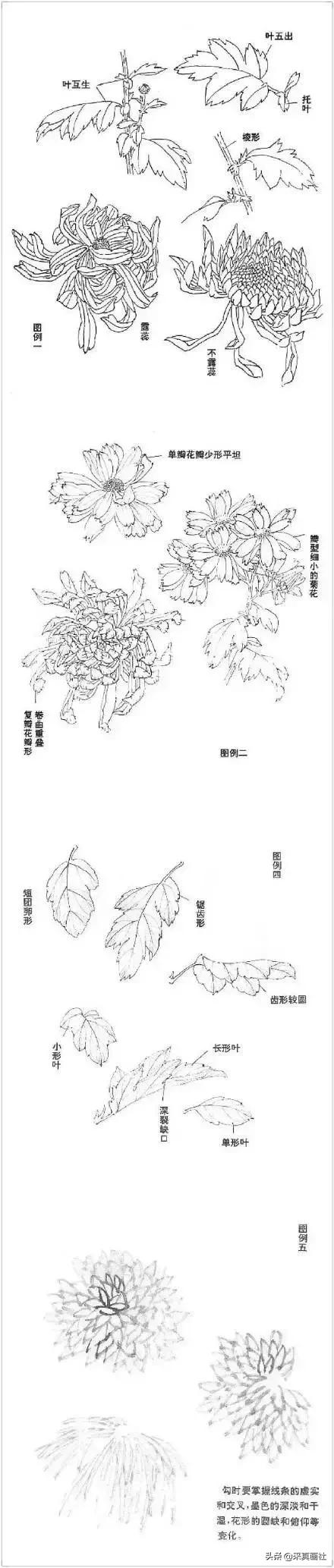 国画菊花技法绘画教程,国画菊花的基本画法