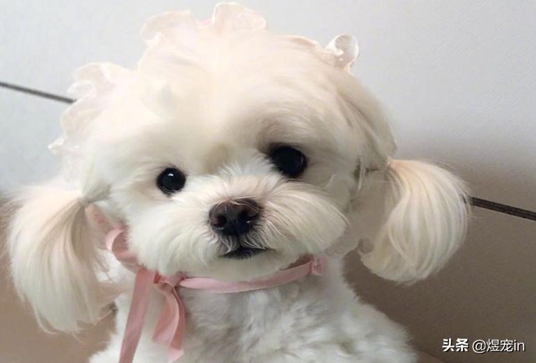 狗狗肚子着凉会一抽一抽的怎么办,狗狗肚子着凉拉稀是什么颜色