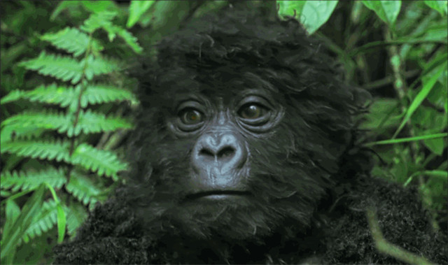 BBC得多有钱?为*窥偷**愣是做了一堆超逼真假动物,真实到被求交配