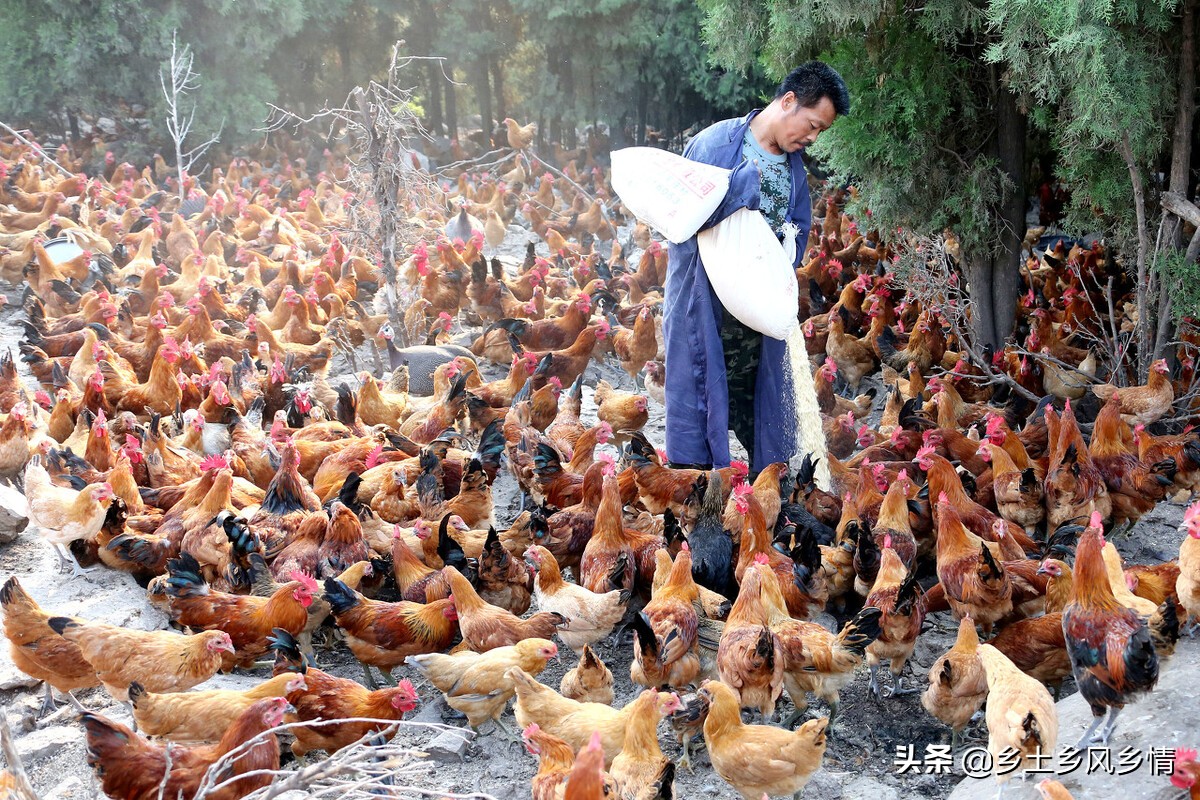 养鸡的利润核算,养鸡的利润与成本真实分析