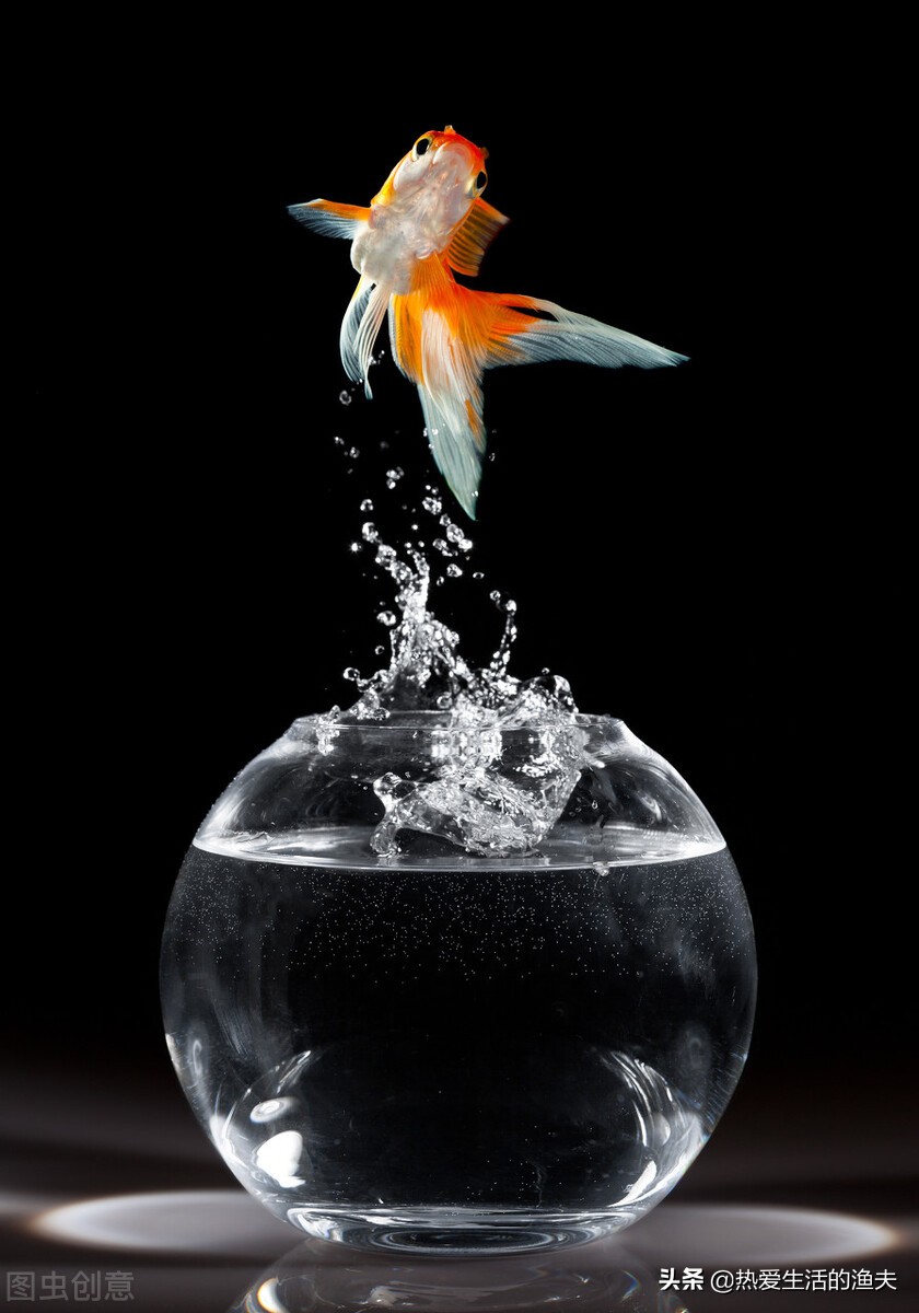 有哪些传统金鱼品种,中国传统的金鱼品种祖先