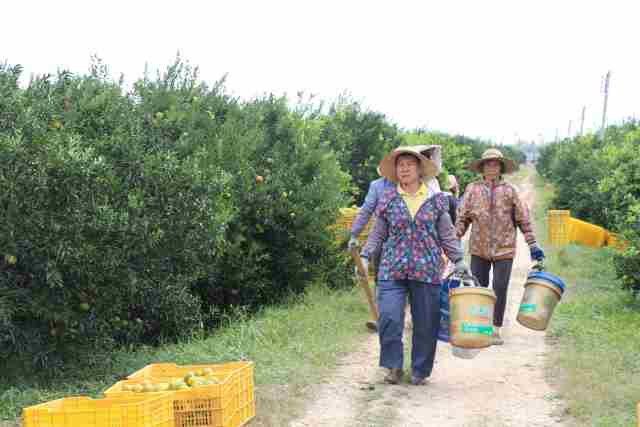 新会陈皮产业链总产值145亿元,新会陈皮年产值多少