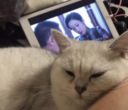 主人出门猫咪在做什么,主人出门猫咪独自在家