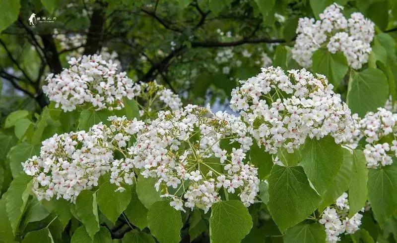 再过2天!仁寿森林音乐节来了,桐子花开满山头,粉白若雪!