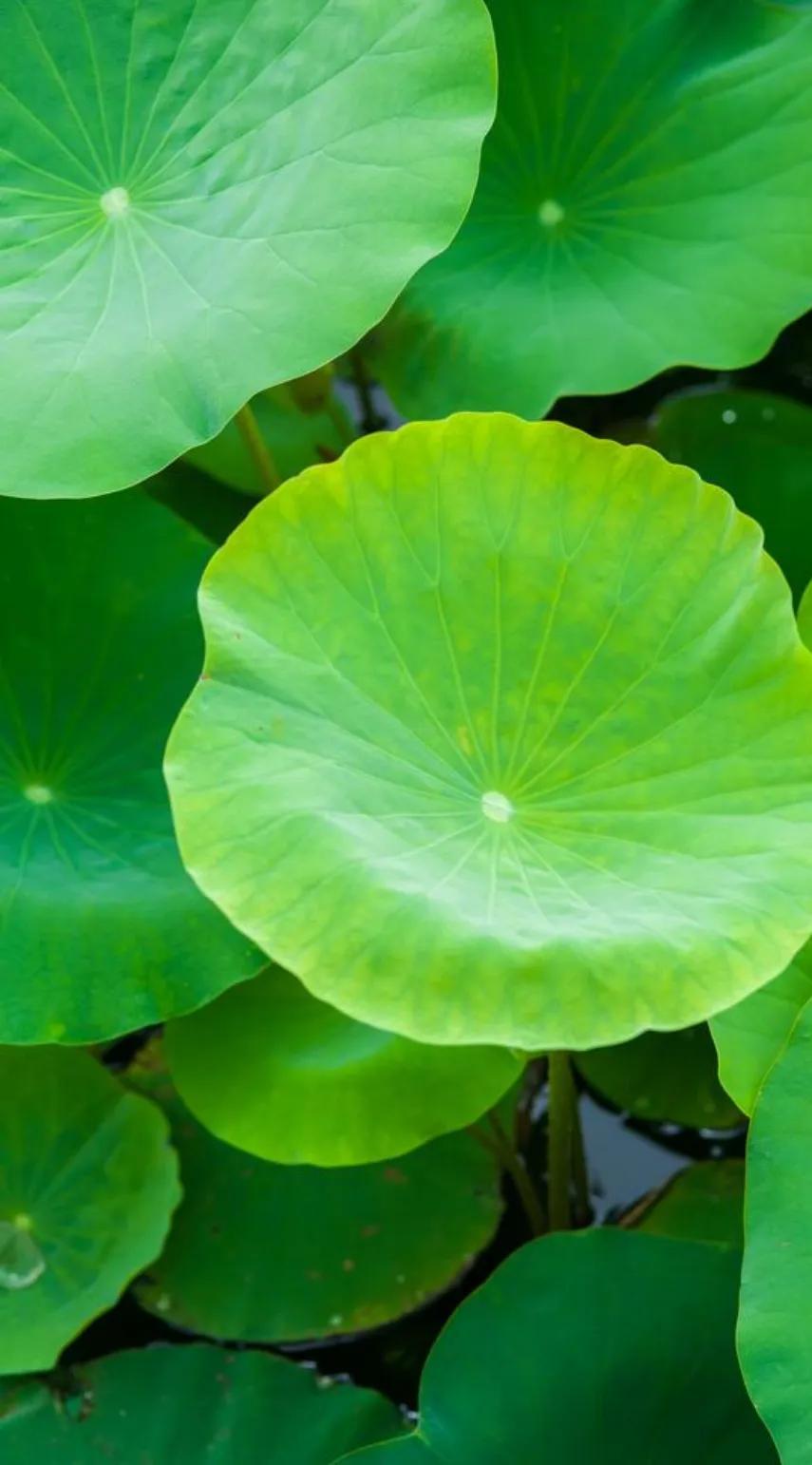 支气管扩张不可逆怎么办,支气管扩张不治疗有什么后果