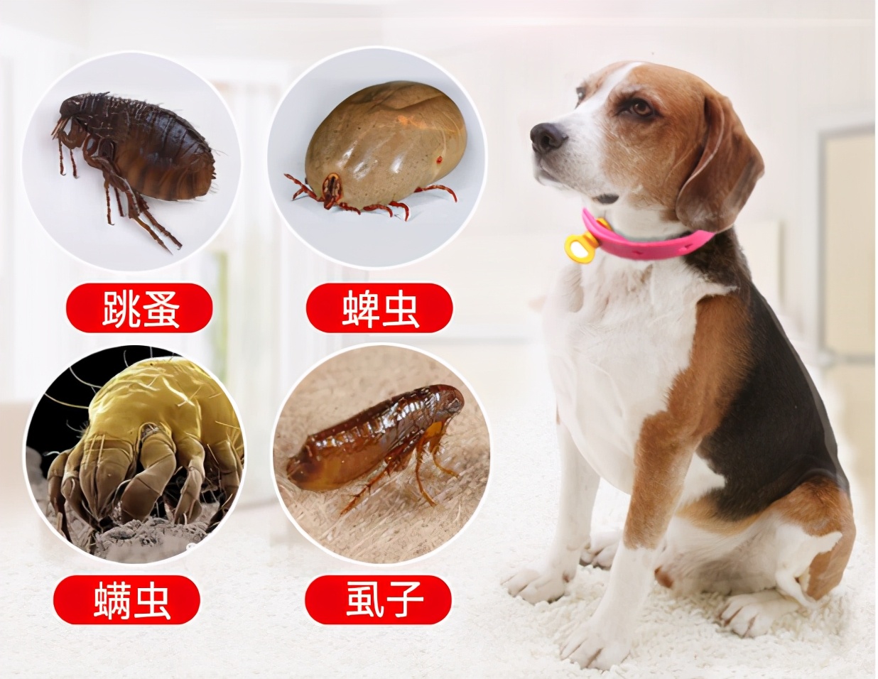 狗狗去除跳蚤蜱虫妙招,家用杀虫剂可以给狗狗喷杀跳蚤么